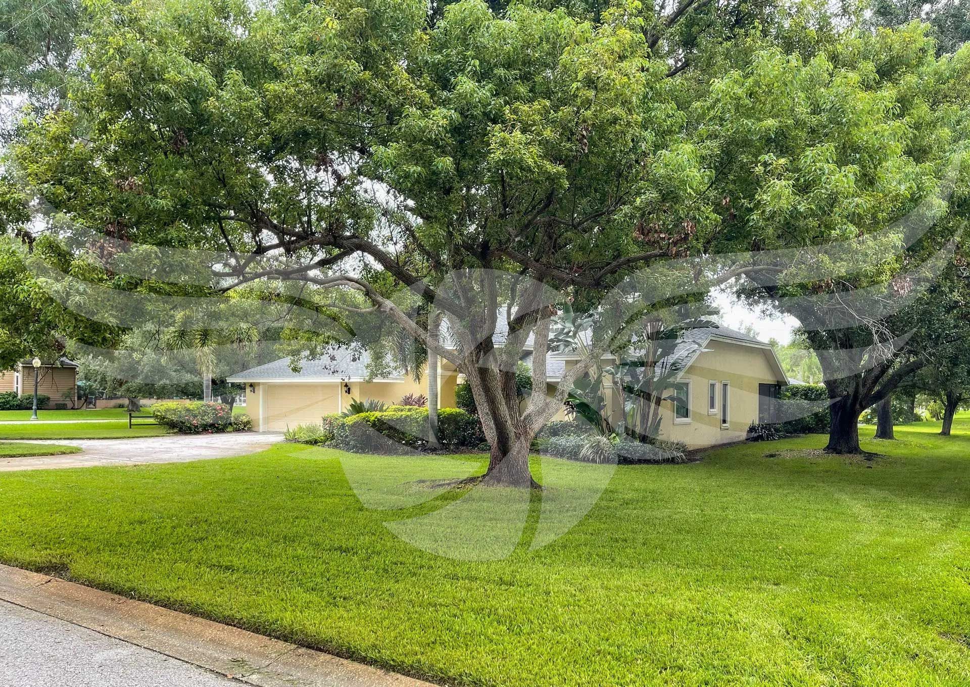 A house with a large tree in front of it.