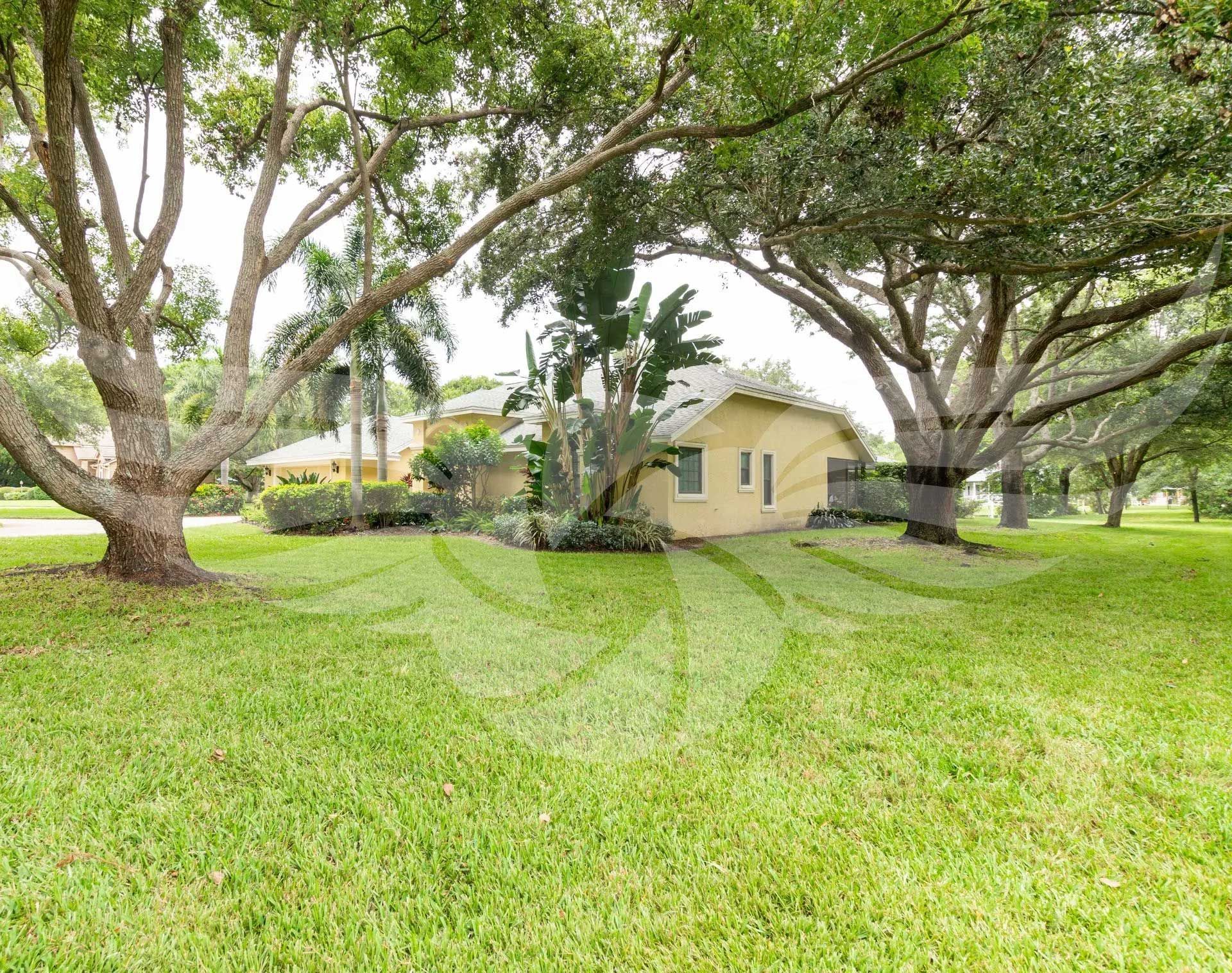 Trees in St. Petersburg, FL