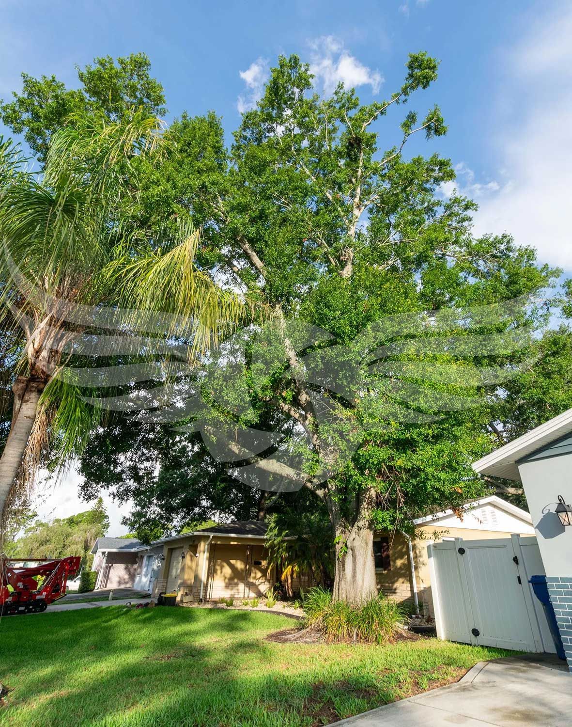 A house with a large tree in front of it.