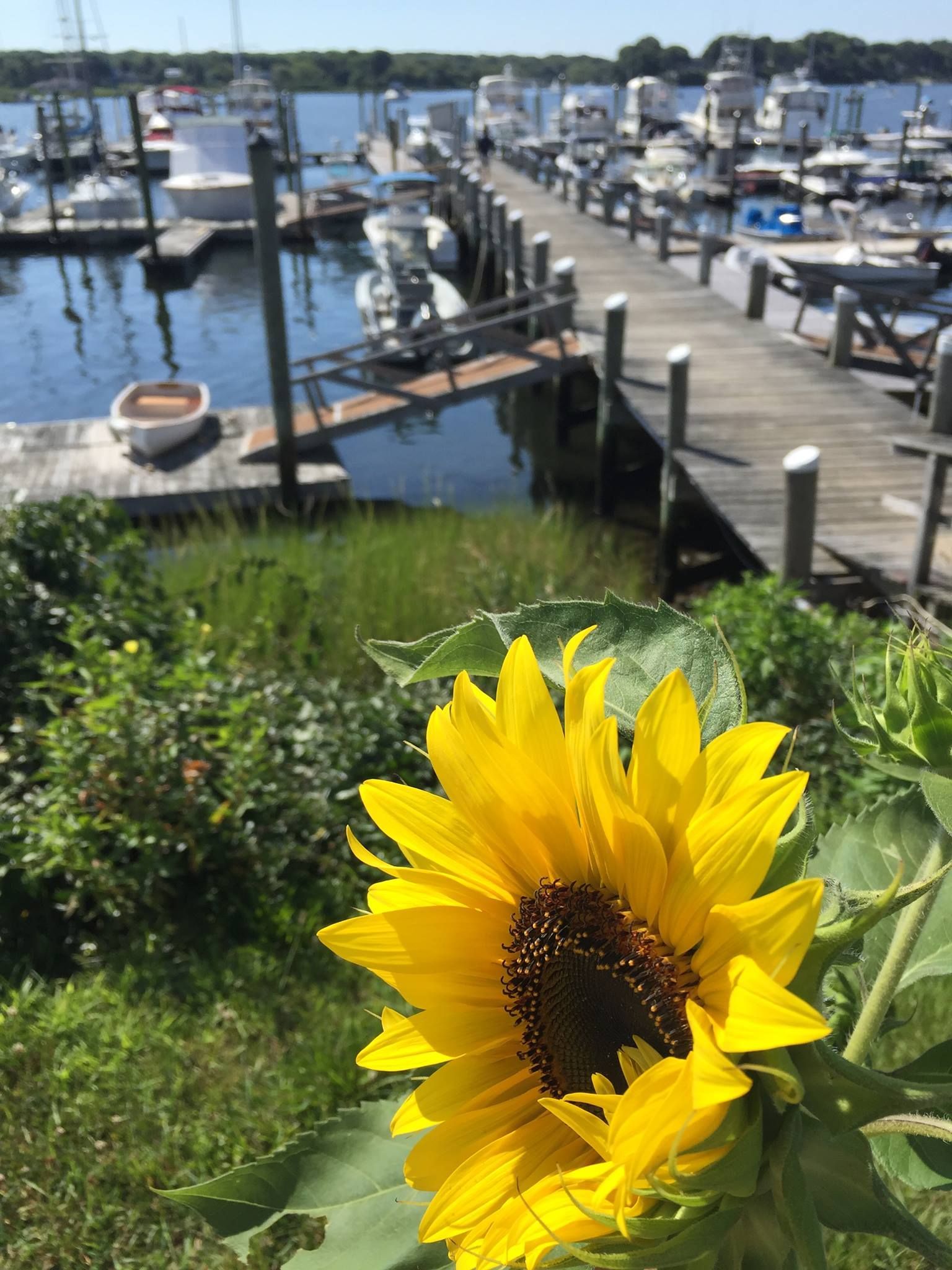 A close up of a sunflower in front of a marina.