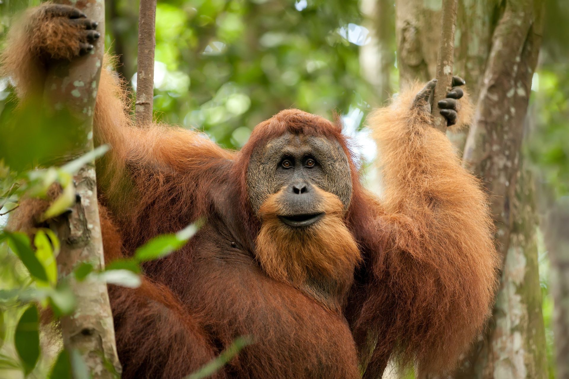 foto orang oetang noord sumatra