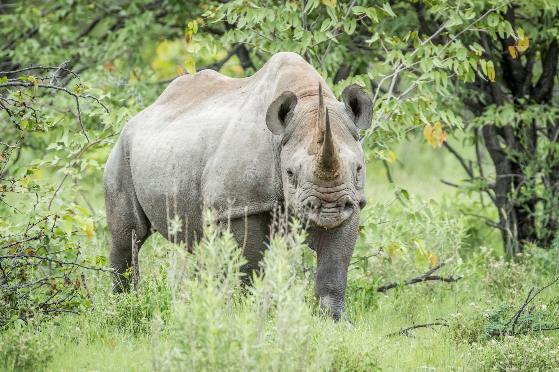 foto neushoorn