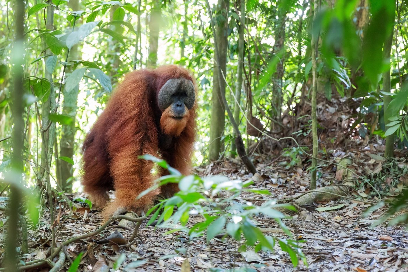 afbeelding met link naar vakanties op Sumatra