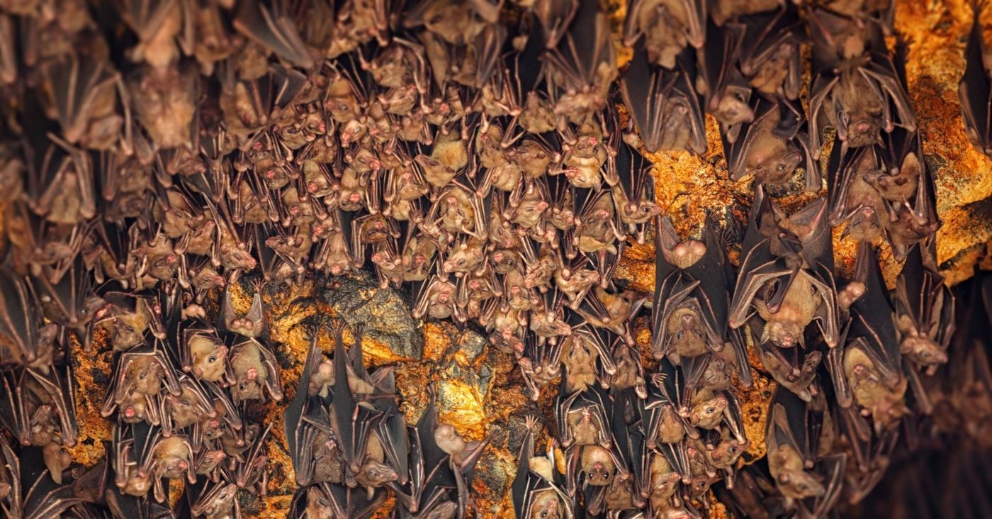 goa lawah bat cave temple en slapend, in bali, indonesië.