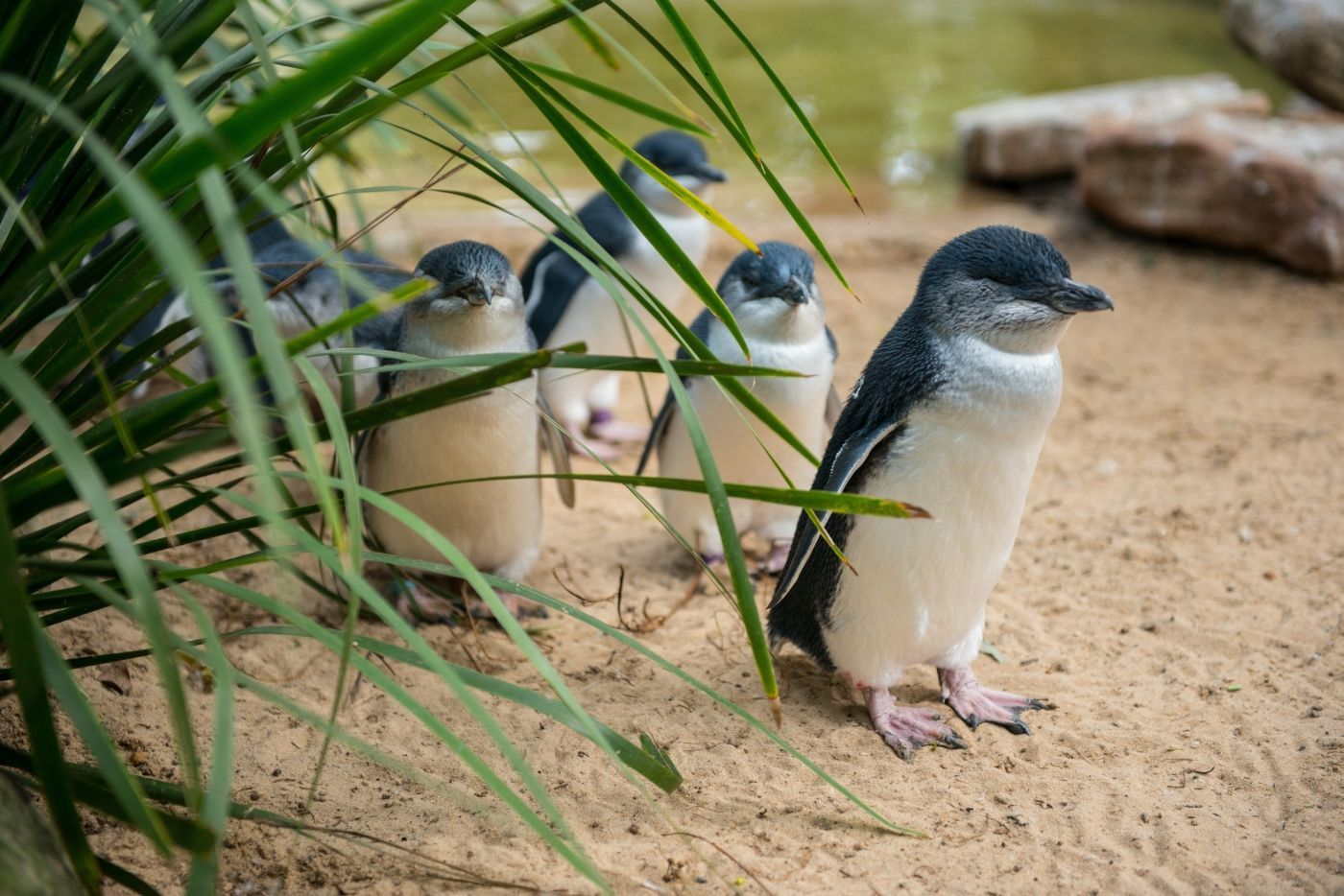 Een groep pinguïns die bovenop een zandstrand staan.