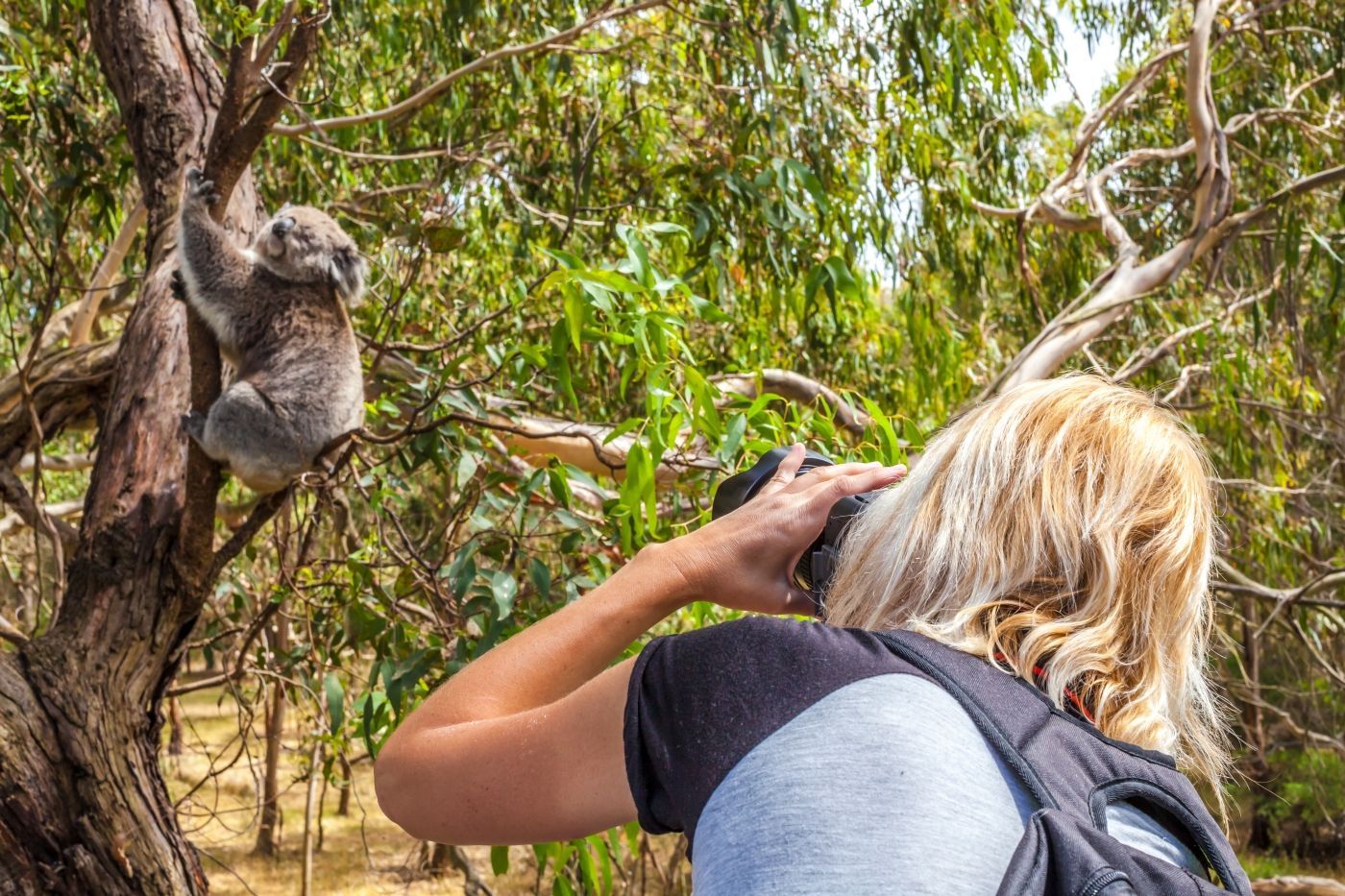 Een vrouw maakt een foto van een koalabeer in een boom.