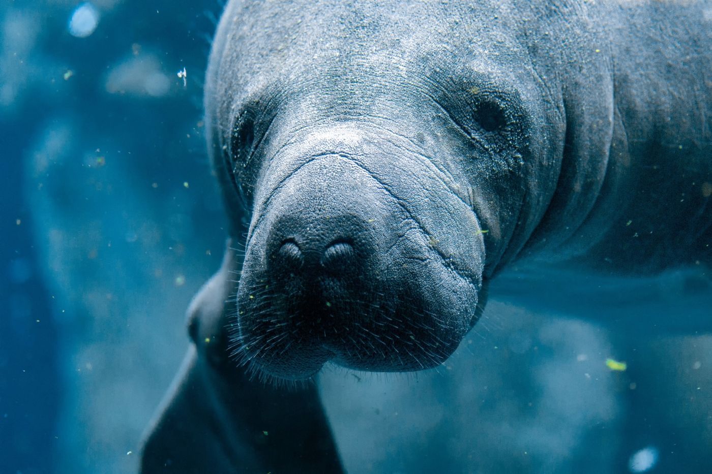 Een lamantijn zwemt in de oceaan en kijkt naar de camera.