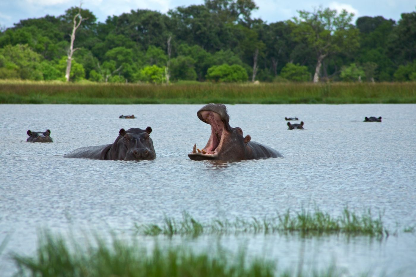 twee nijlpaarden zwemmen met open mond in een meer in Botswana