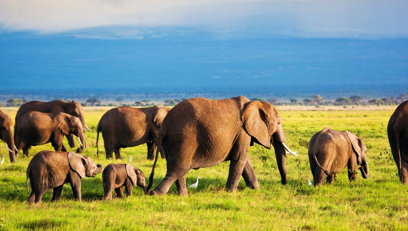 Foto Olifanten trek in kenia