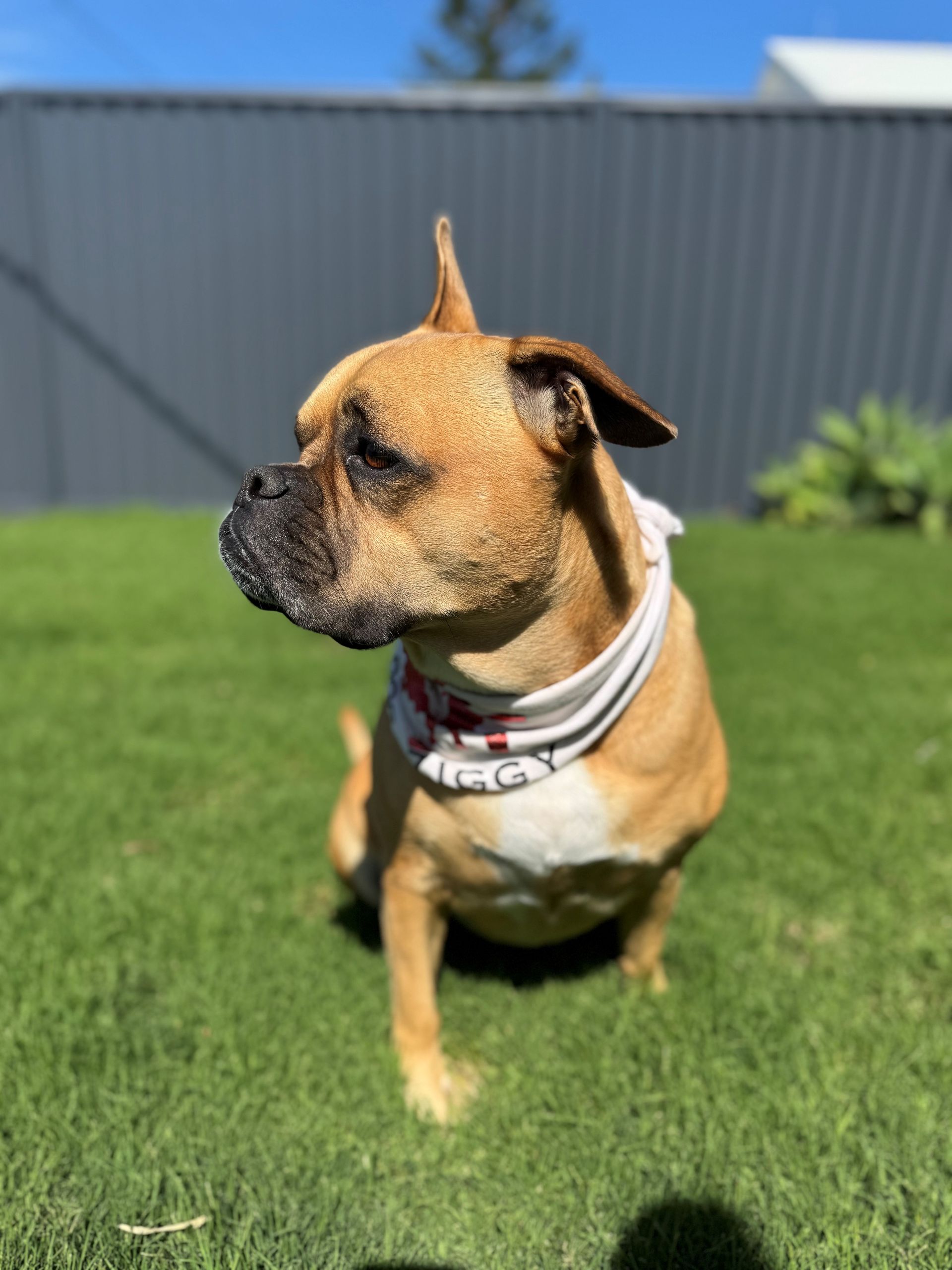 Ziggy