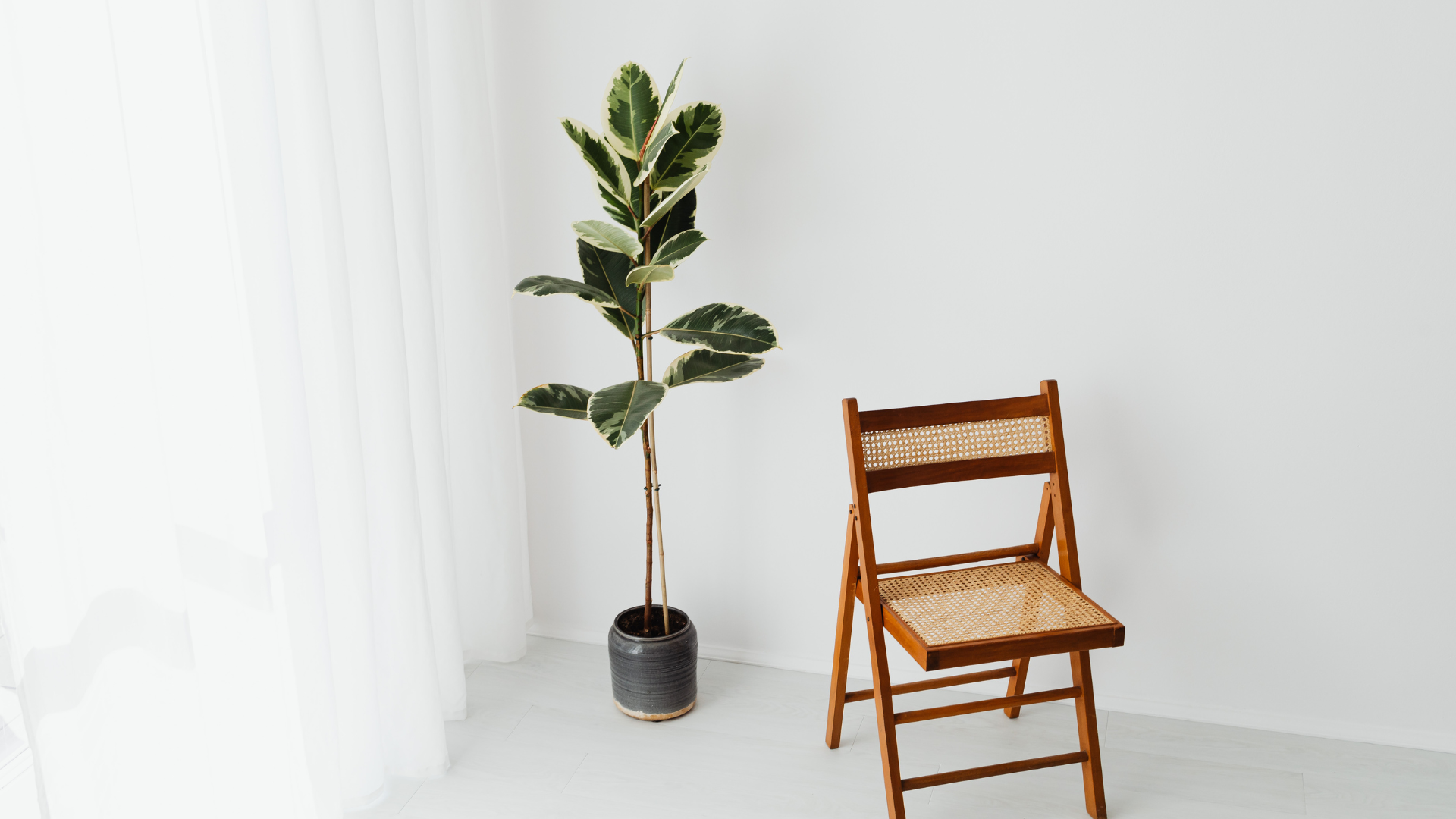 A potted tree and a wooden chair in a bright minimalist room with white curtains.