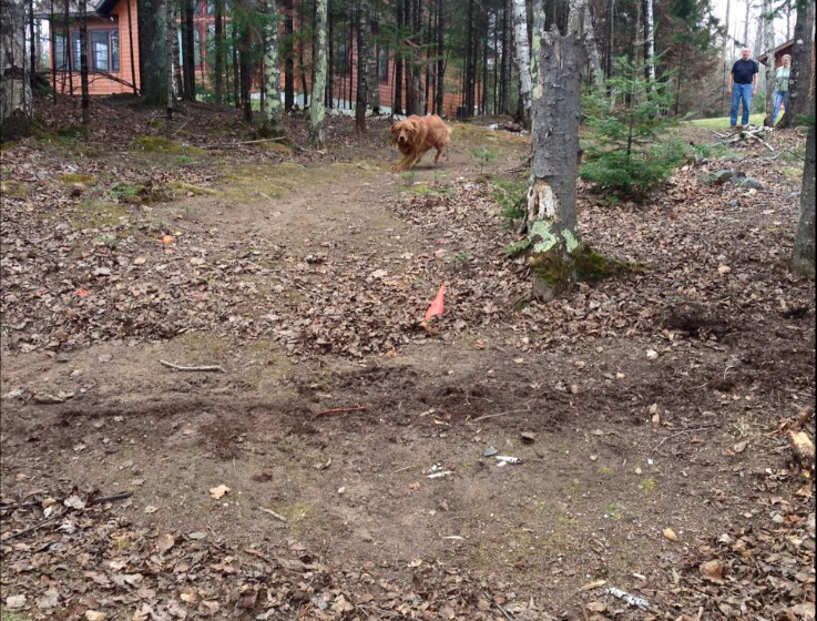 A golden dog runs across a dirt path in a wooded area near a house, with a person standing in the background.