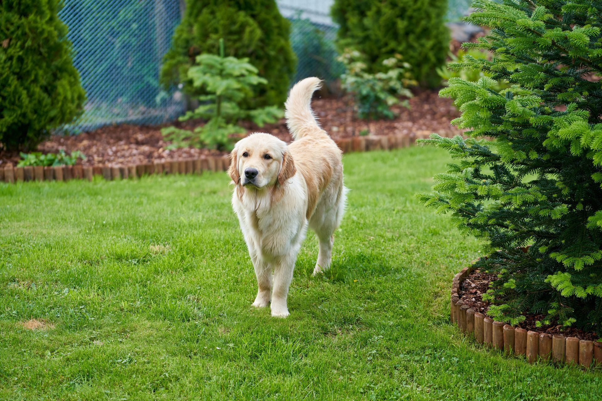 Dog Fence Freedom