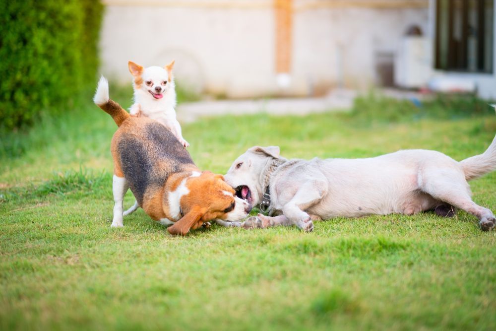 Dogs playing in their yard