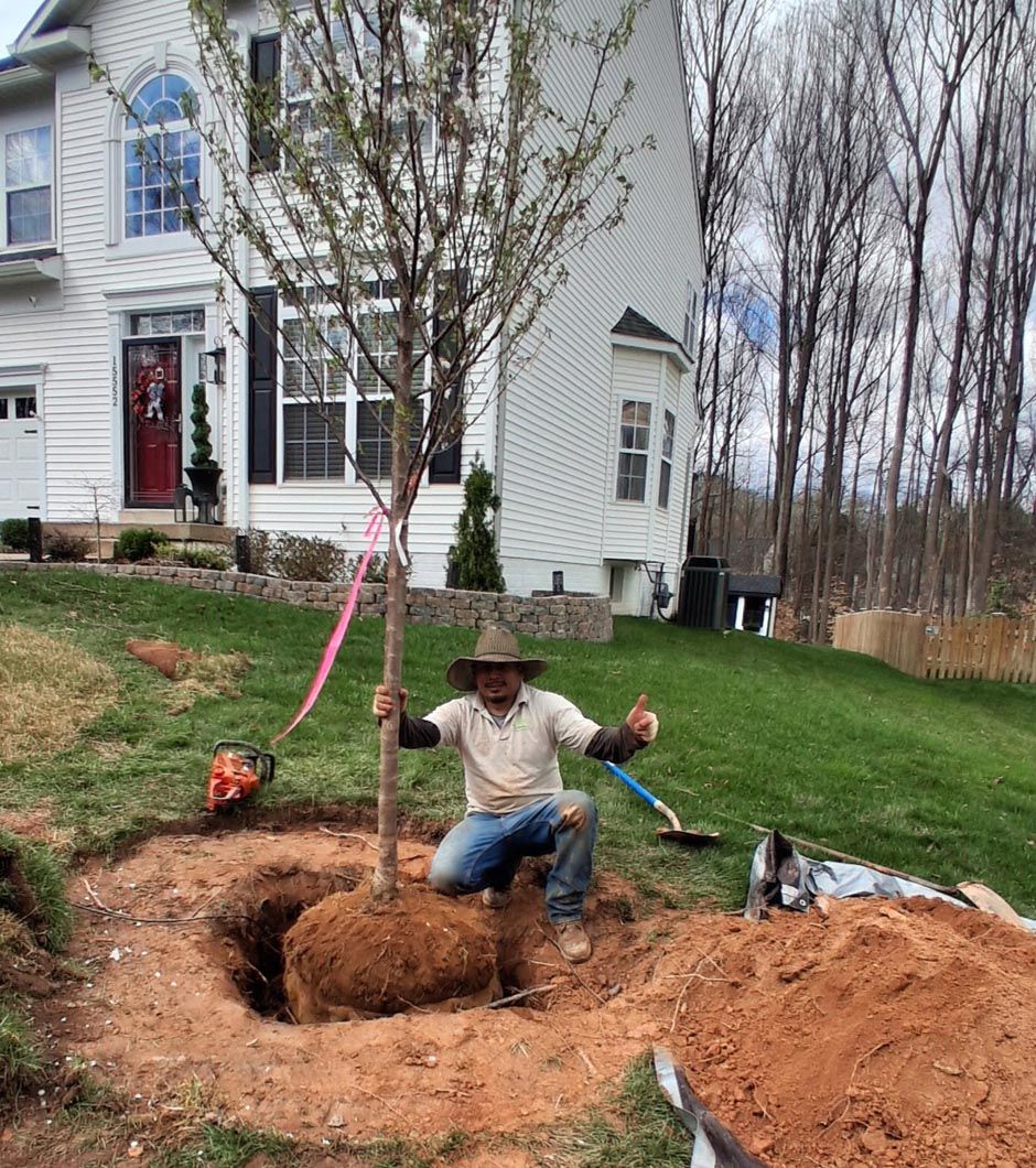 Man planting a tree beside a white house, with a shovel and dirt mound in the yard