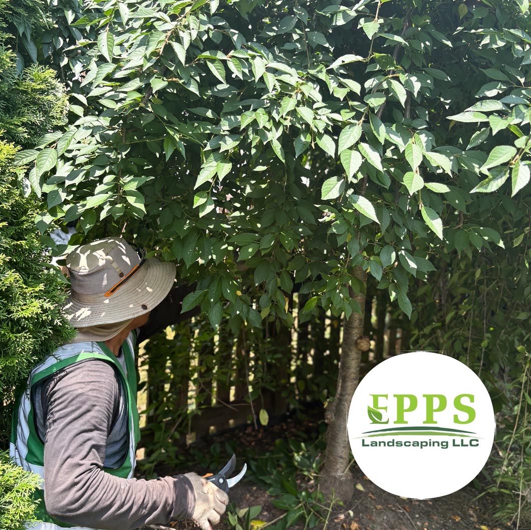 Person in a hat trimming dense green trees in a garden with EPPS Landscaping logo in the corner