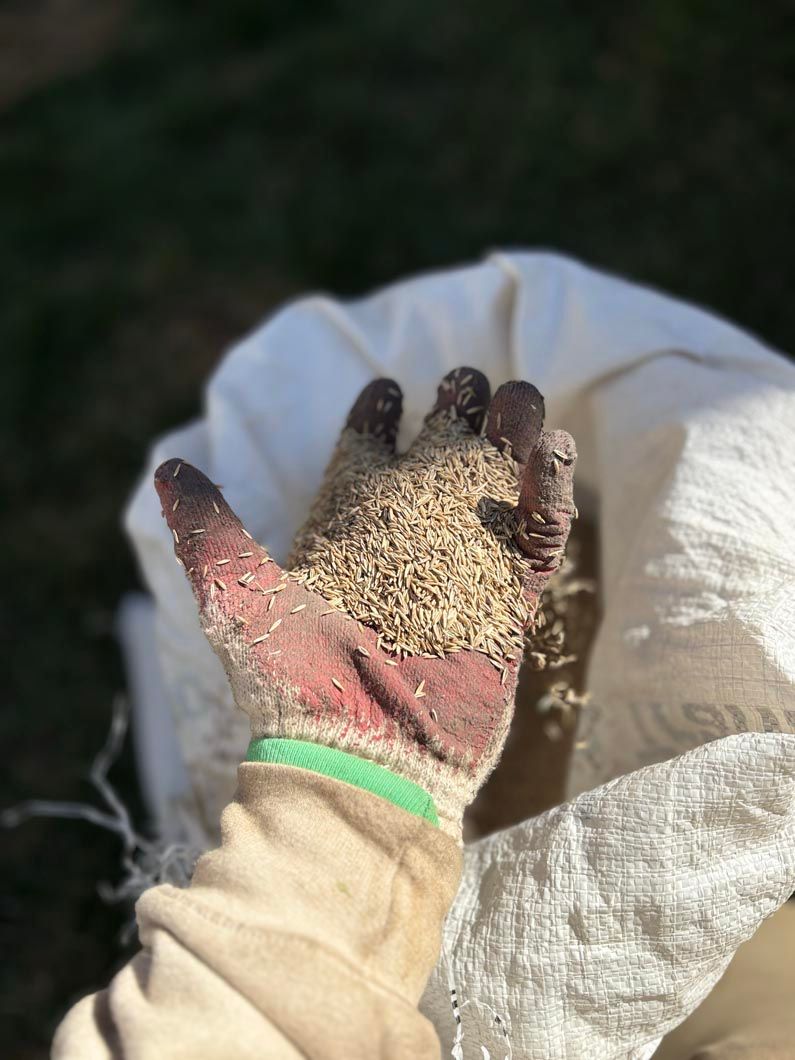 Gloved hand holding a handful of grain above a white sack outdoors