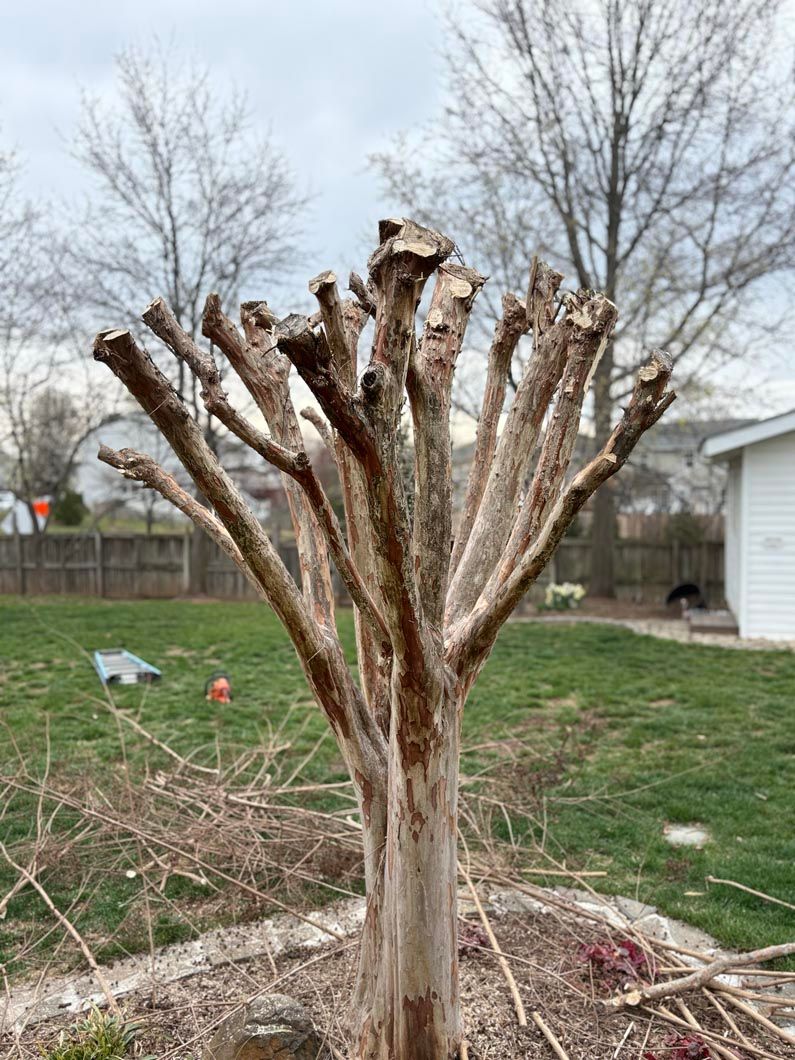 Trimmed tree stump with several bare branches in a backyard, with grass, fence, and house in the background