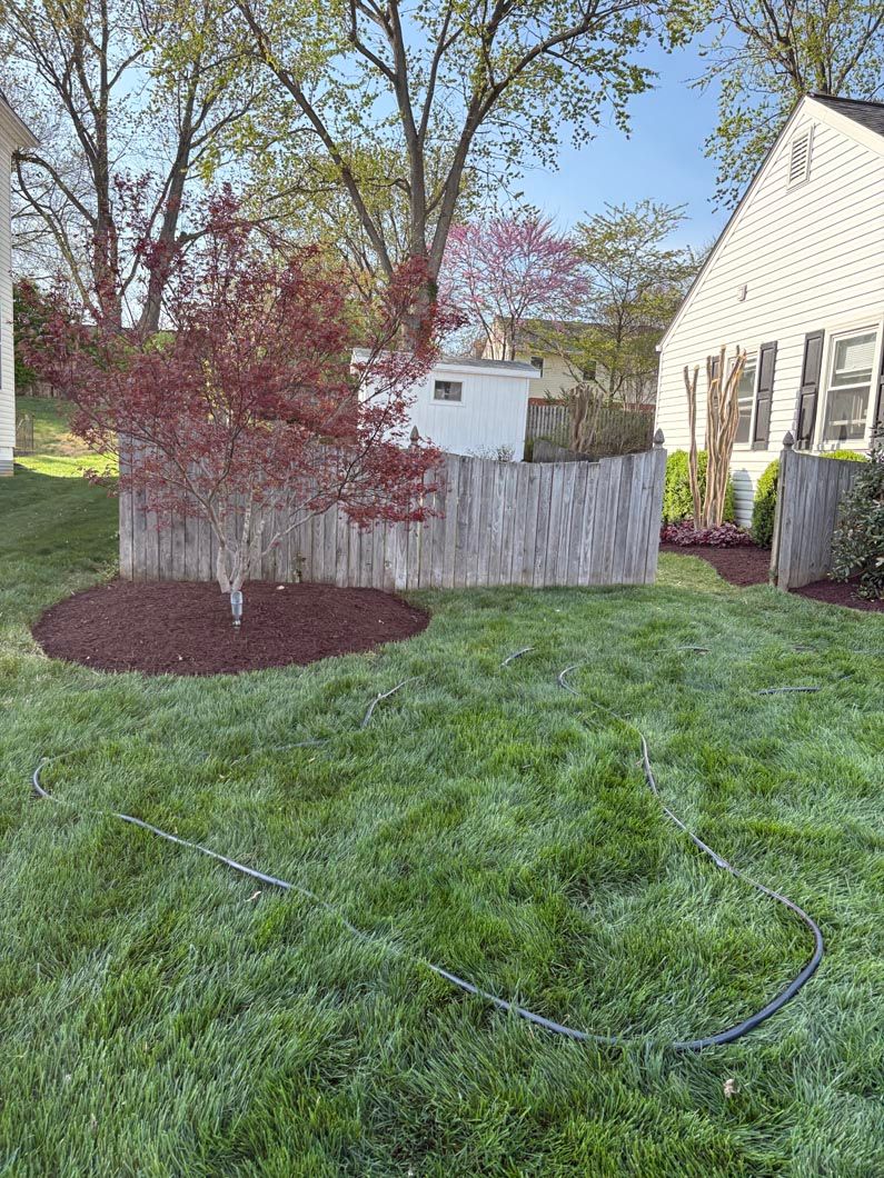 Backyard with small red tree, green lawn, white house, and a black hose on the grass