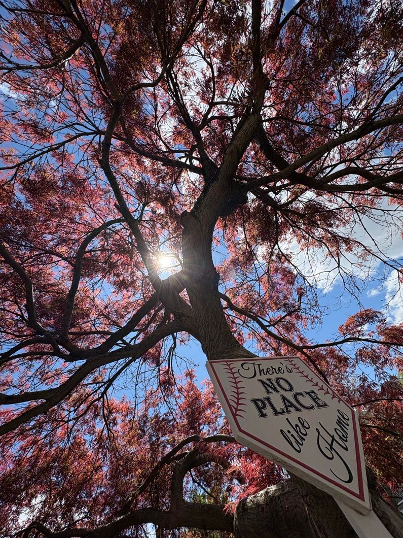 Pink-blossomed tree with sun shining through branches and a “No Place Like Home” sign below