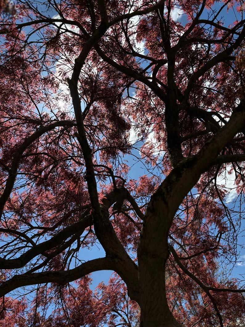 Pink blossoms on tree branches silhouetted against a blue sky