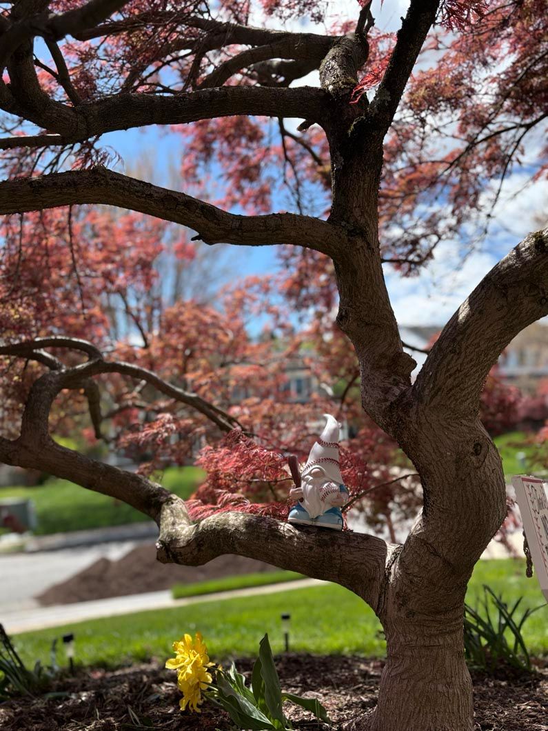 Blossoming pink tree branches framing a campus walkway and brick building in the background