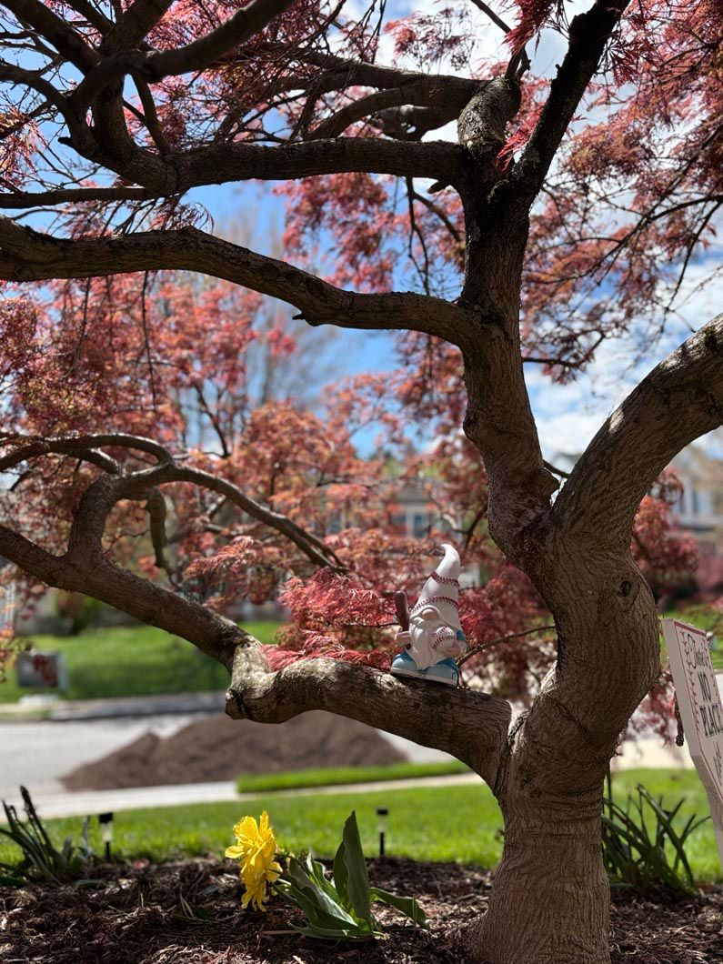 Pink-blossomed tree in a landscaped garden with green lawn and yellow flowers