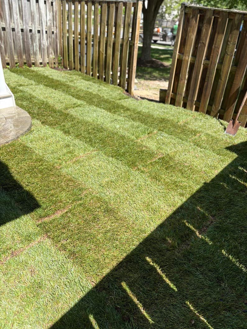 Sunlit backyard lawn with striped grass, wooden fence, and patio shadows