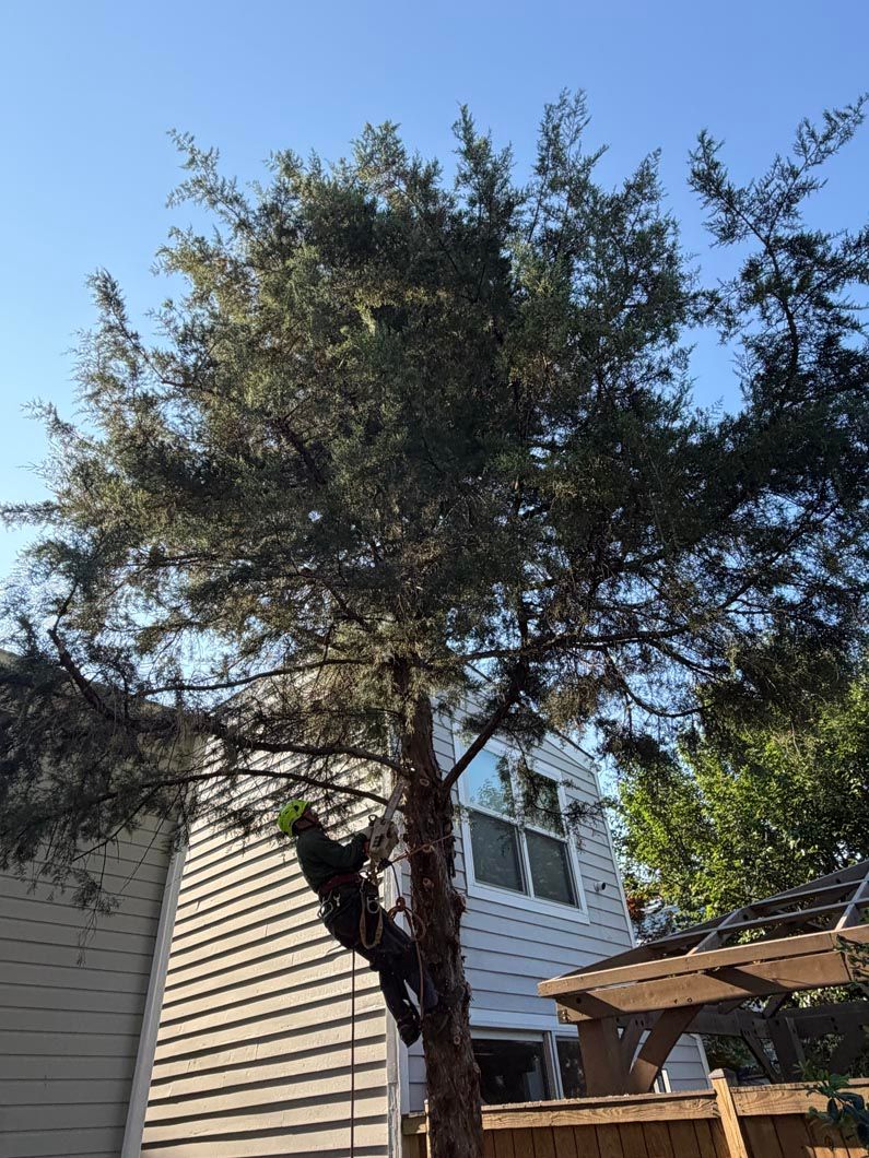 Tall tree beside a house and wooden pergola under a clear blue sky