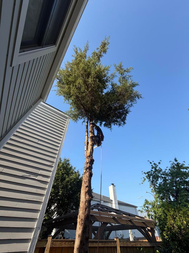 Tall tree beside a house under a clear blue sky, with a wooden pergola in the yard
