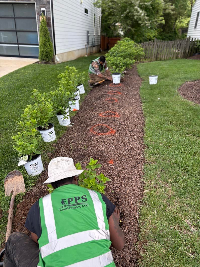 Workers placing potted plants along a mulch bed beside a house and driveway