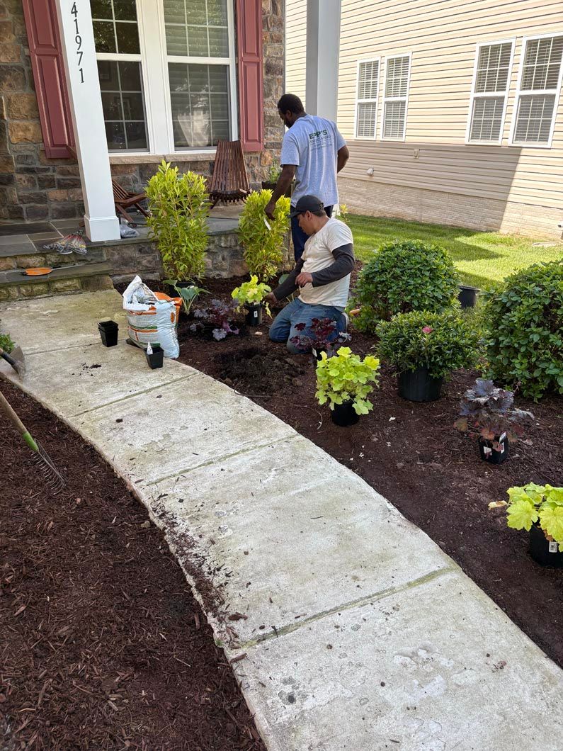 Two people planting shrubs along a curved walkway beside a house