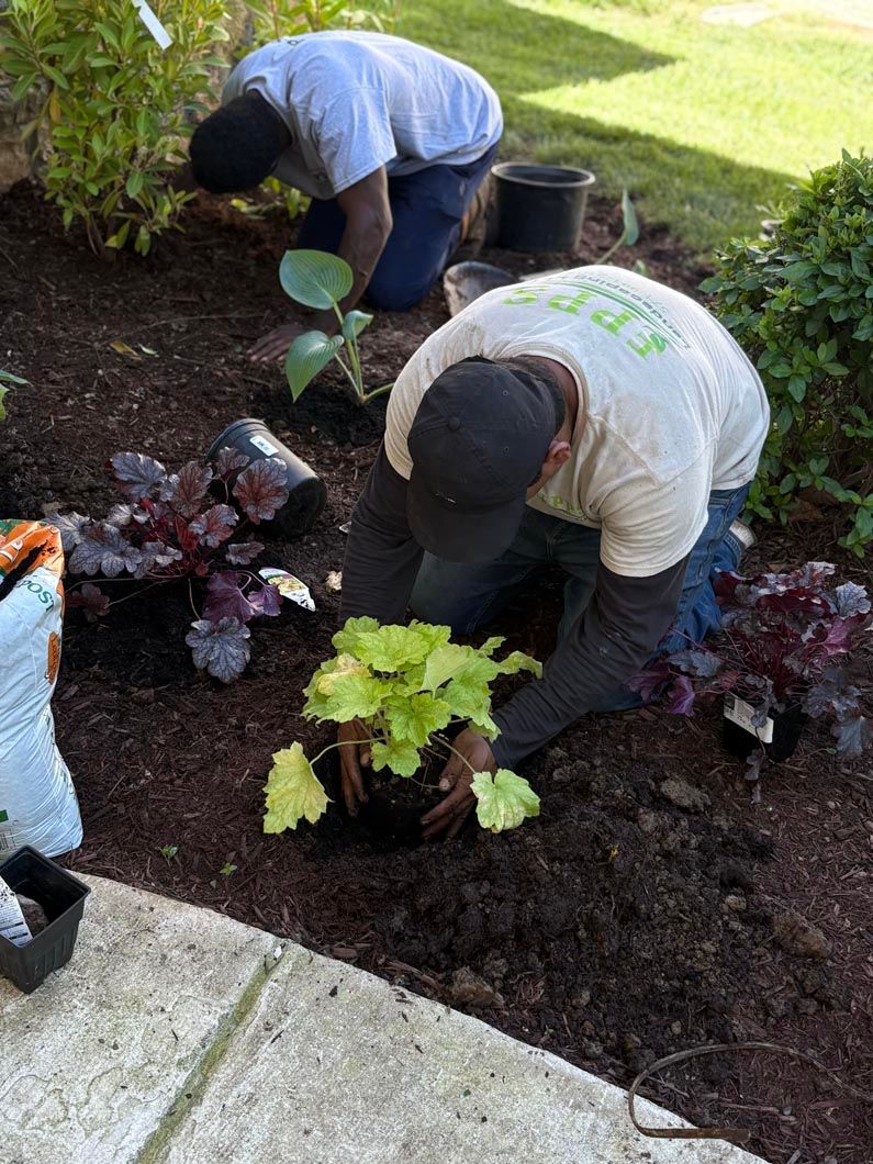 Two people planting leafy plants in a garden bed beside a sidewalk