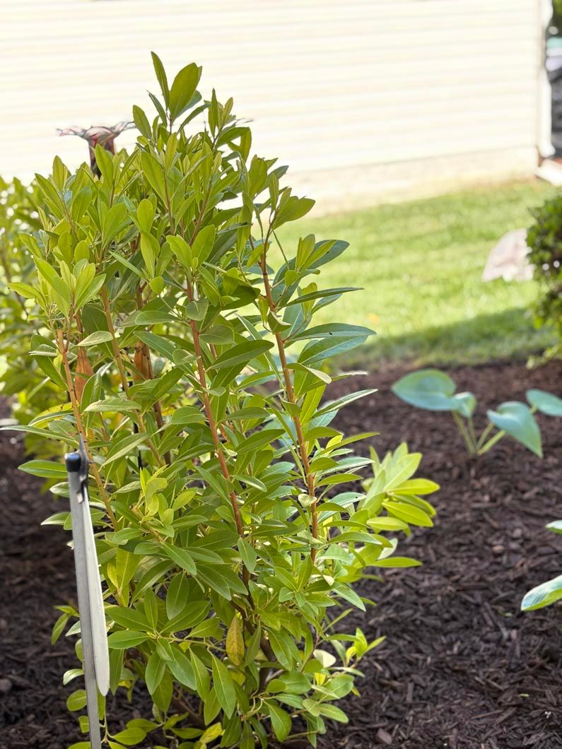 Green shrub in a mulched garden bed beside a lawn and house wall