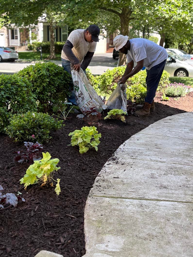 Two workers planting shrubs in a mulched garden beside a curved sidewalk