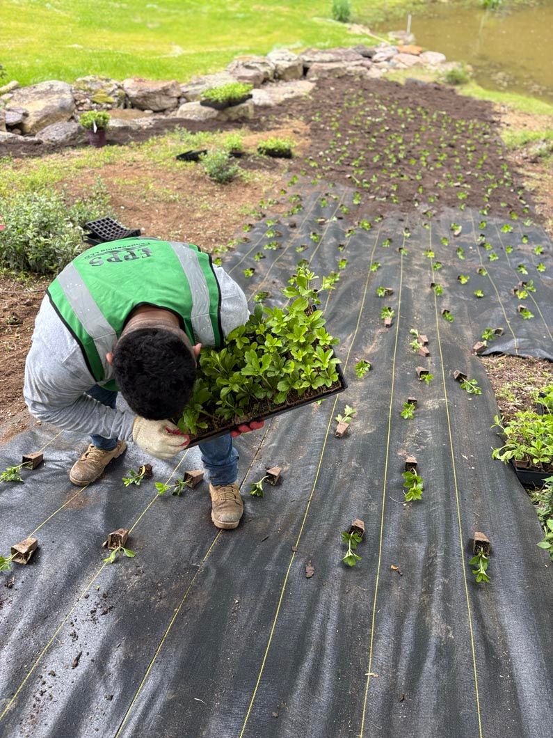 Worker planting seedlings on a mulched farm row beside green grass