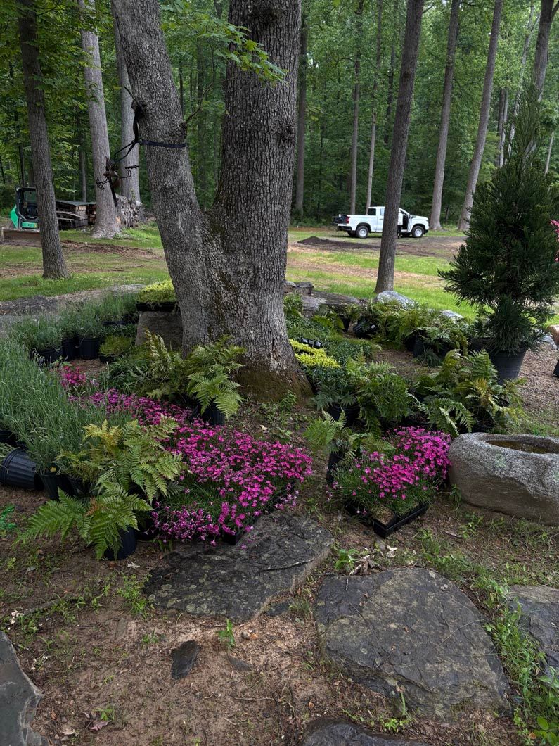 Forest garden with trees, pink flowers, and rocks surrounding a large tree trunk