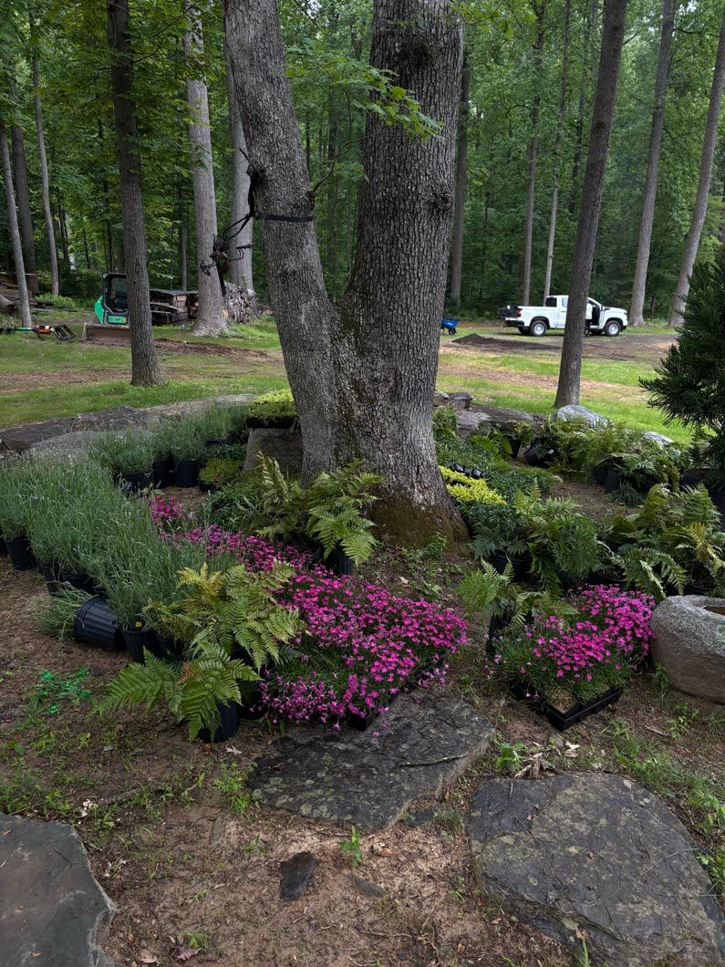 Forest garden bed around a large tree with pink flowers and rocks, with cars in the background