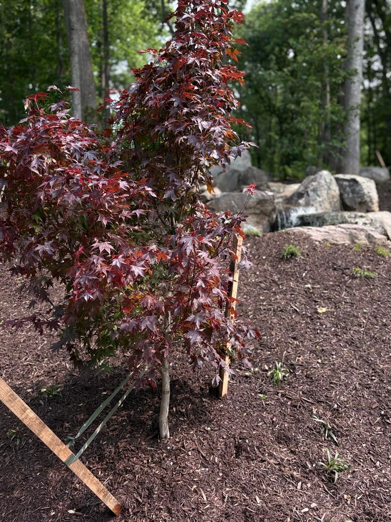 Young burgundy-leaf tree planted in a mulched garden bed beside rocks and forest trees
