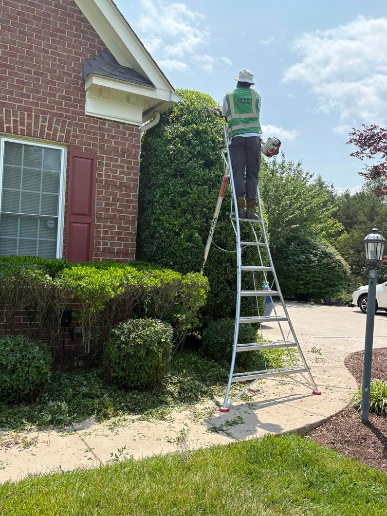 Worker on a ladder trimming a tall hedge beside a brick house and driveway.