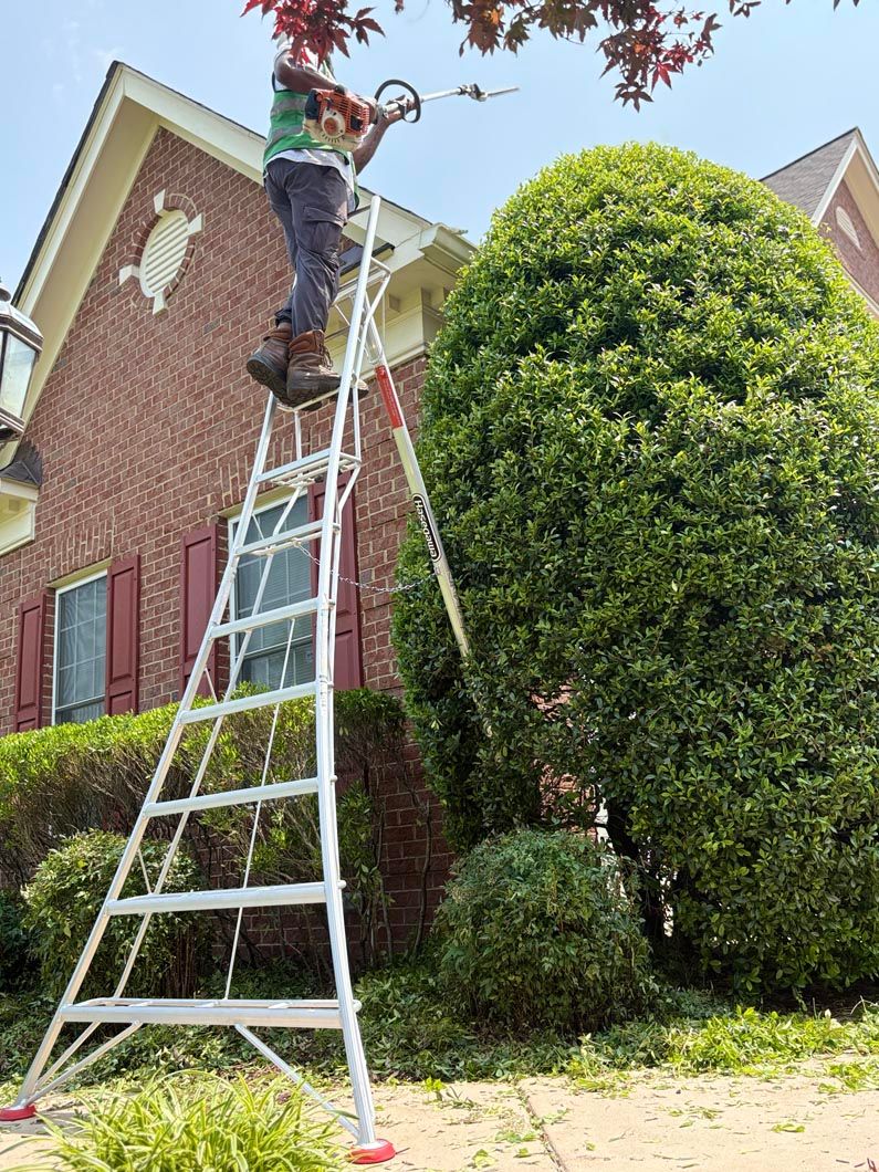 Person on ladder trimming tree beside brick house and manicured shrubs