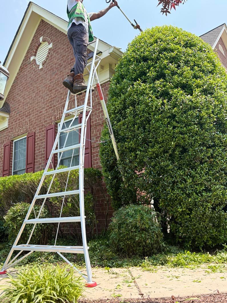Person on tall ladder trimming tree beside brick house and hedge