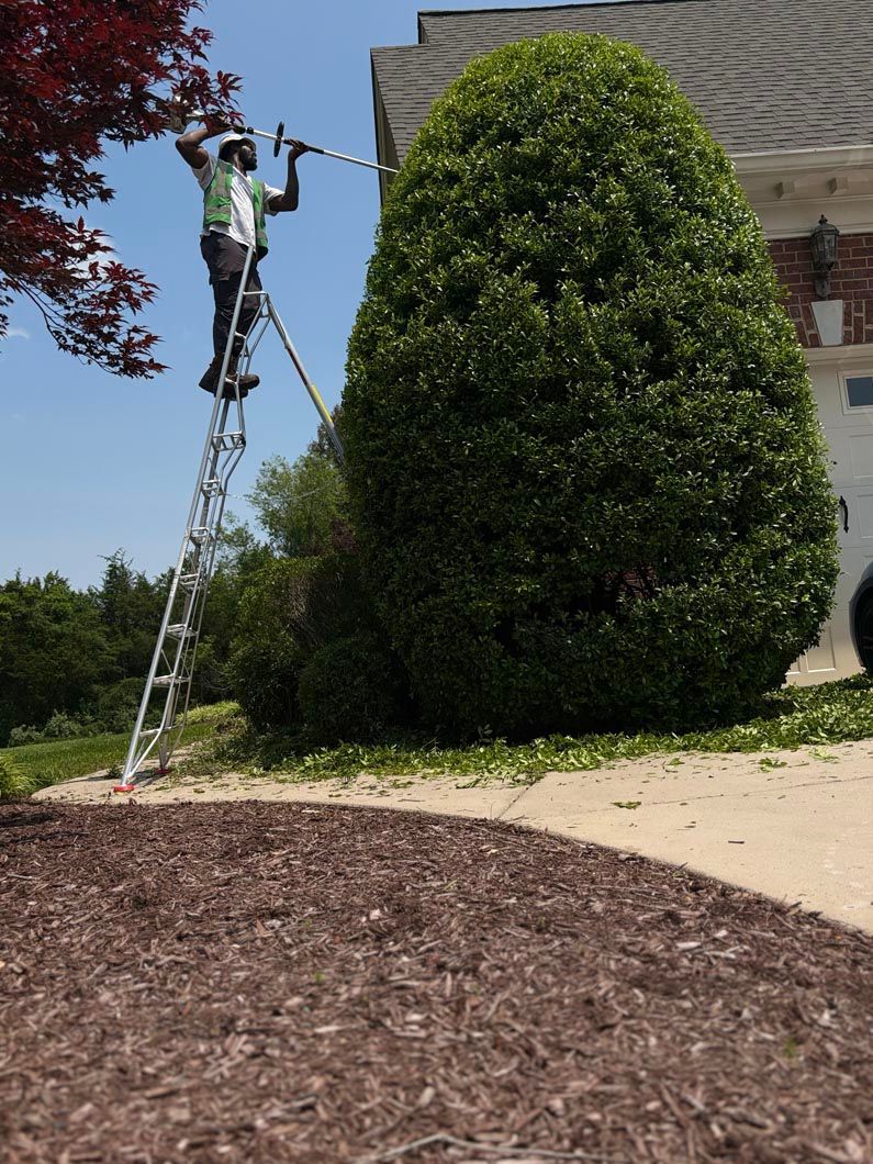 Person on a ladder trimming a tall green hedge beside a building on a sunny day