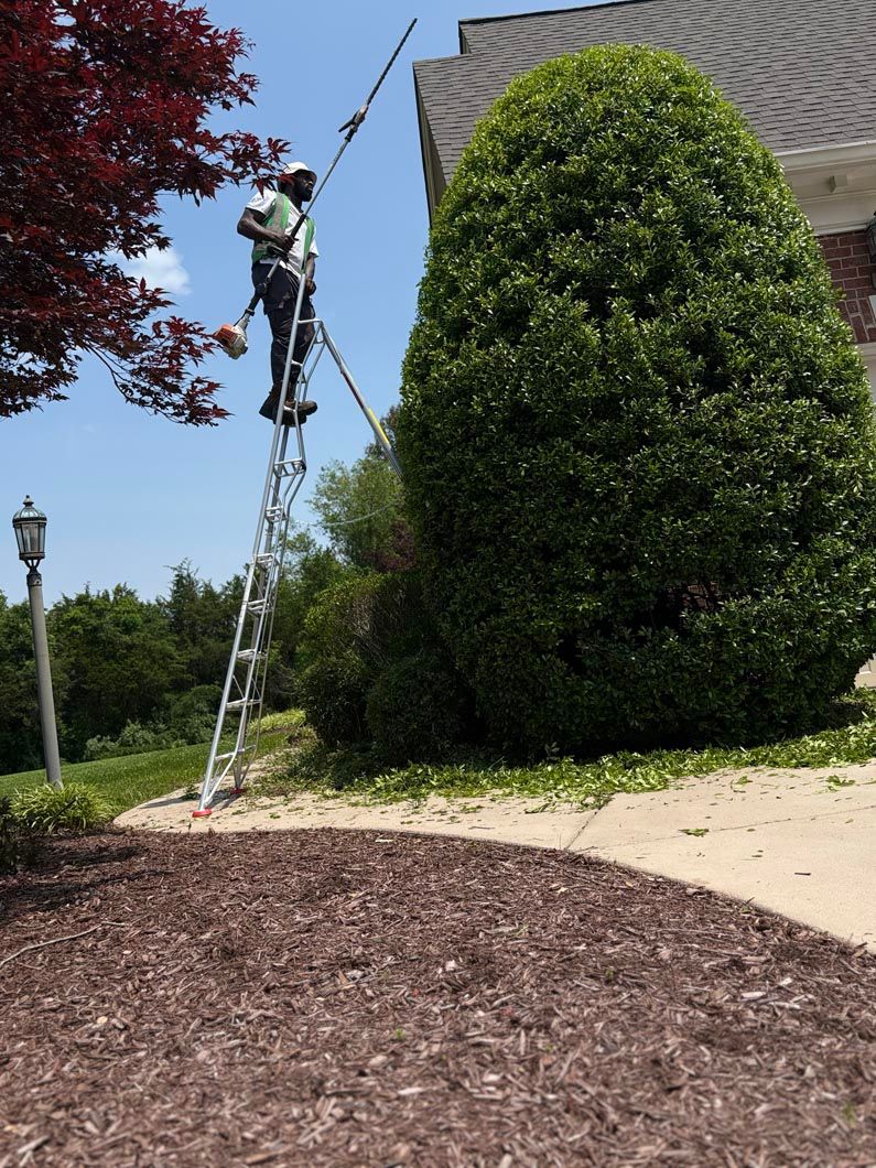 Worker on a ladder trimming a tall green shrub beside a house on a sunny day