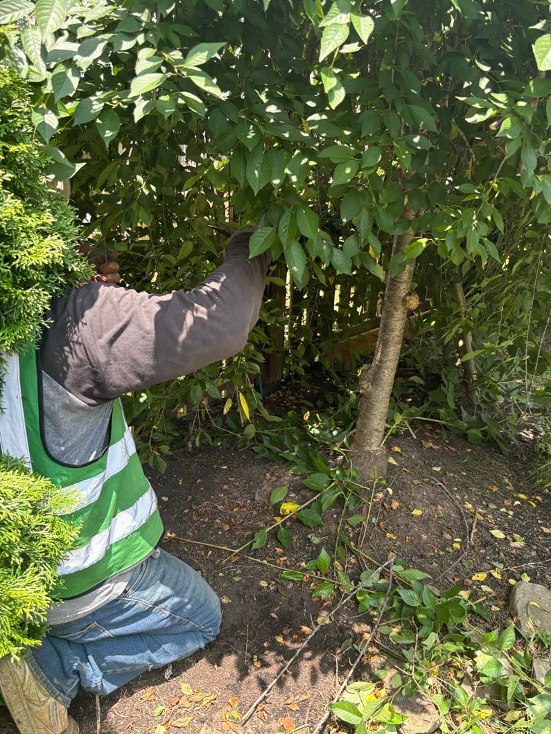 Person kneeling under a tree, reaching into dense green foliage in a garden or orchard.
