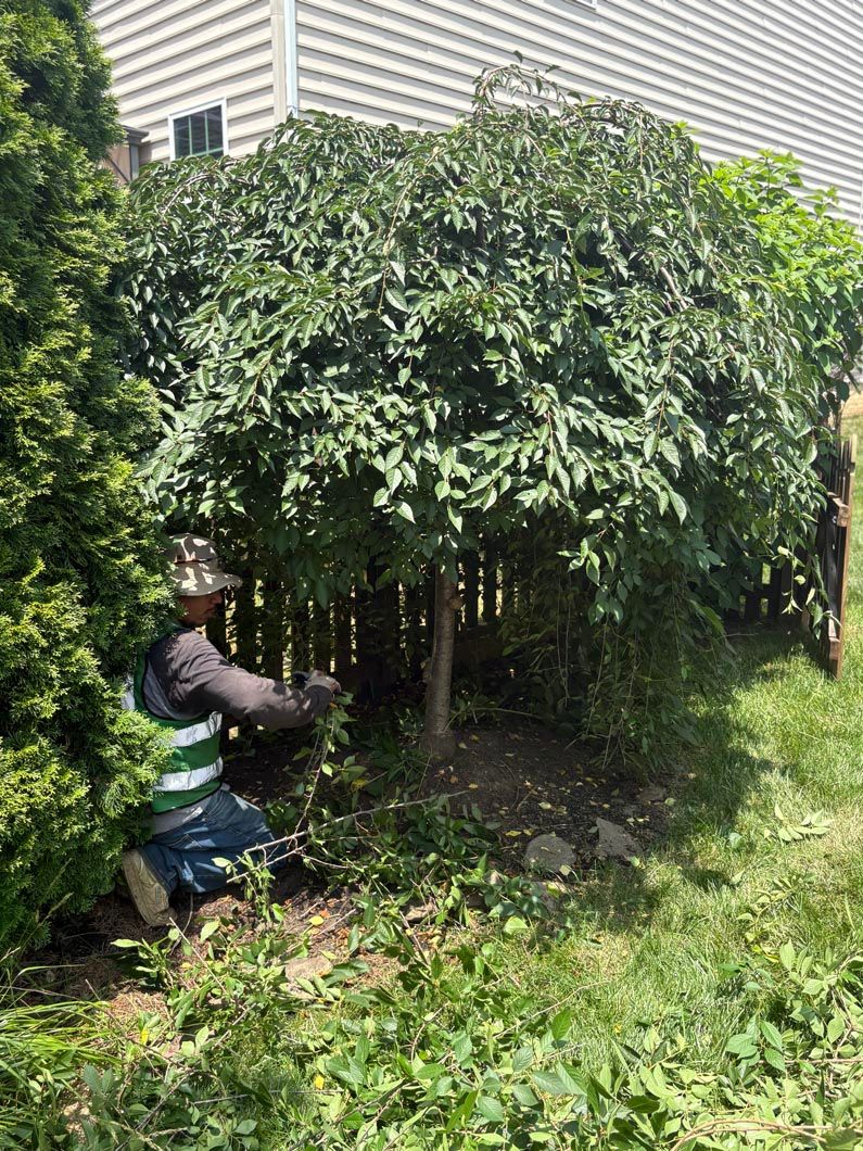 Person crouching beside a large leafy hedge next to a house in a yard