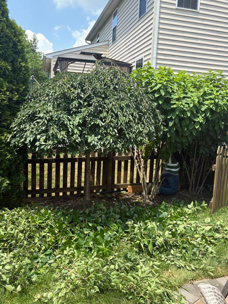 Backyard garden with overgrown greenery, wooden fence, and house exterior in sunlight