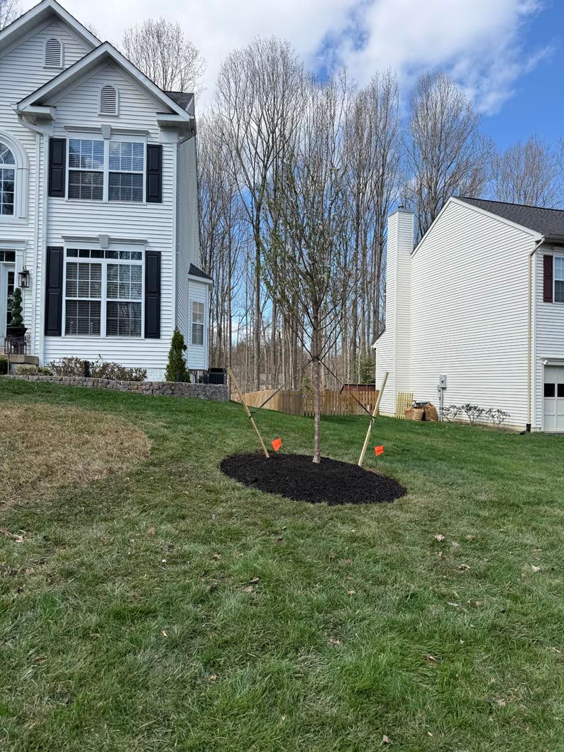 Young tree planted in a backyard beside a white house and garage, with a mulched ring and open lawn.