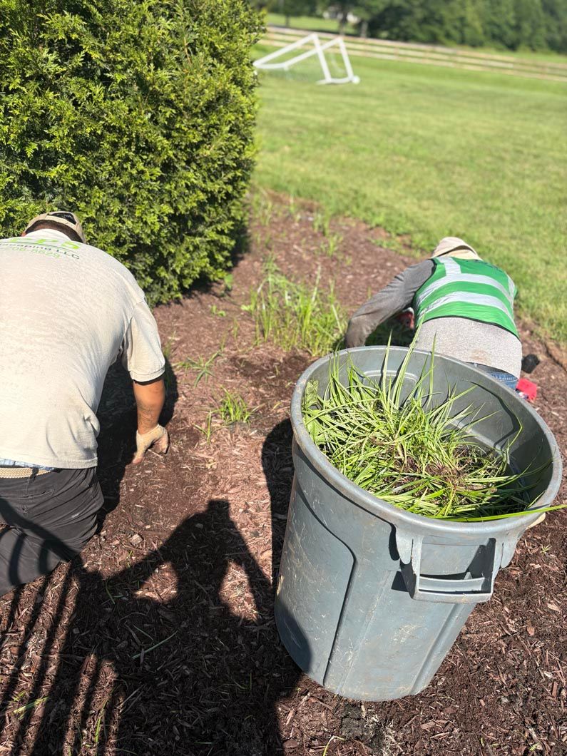 Two workers trimming hedges beside a lawn, with a trash bin full of clippings in the foreground.