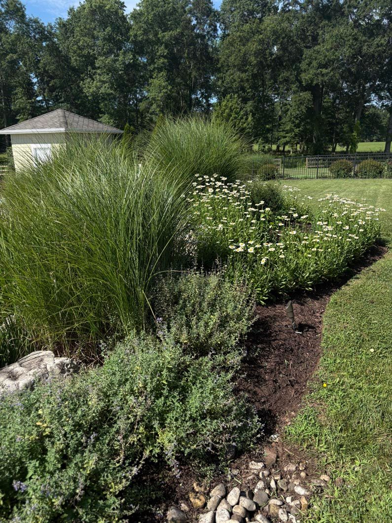 Landscaped garden bed with tall grasses, white flowers, and mulch beside a grassy lawn